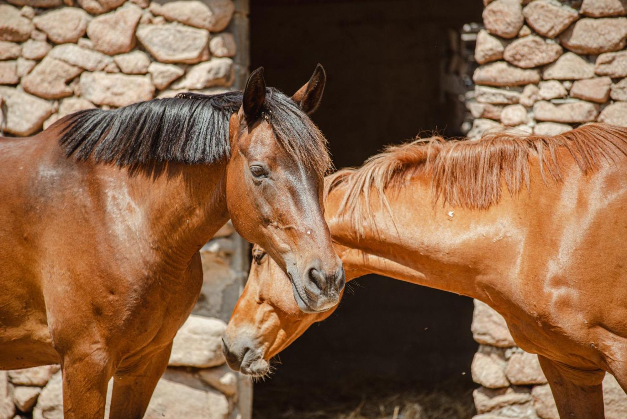 Ranch Campo Palombaggia *
