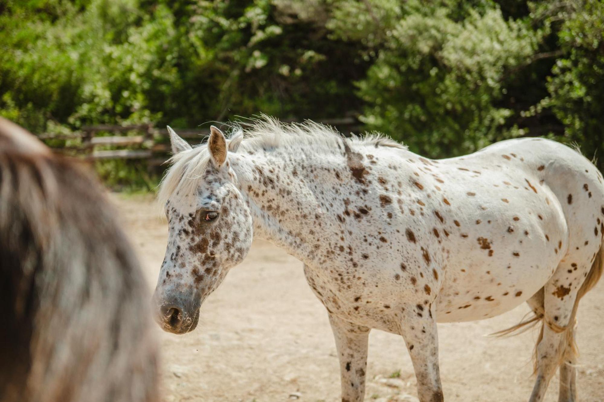 Ranch Campo Palombaggia